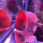Snow White Discus photo review