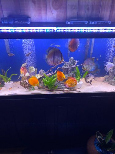 Golden Valentine Discus photo review