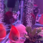 Snow White Discus photo review