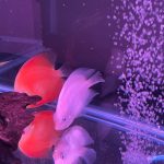 Snow White Discus photo review