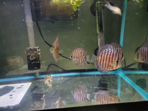 Red Tiger Turquoise Discus photo review