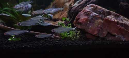 Large Rummy Nose Tetra (As seen at National Aquarium) Fat AAA Grade photo review