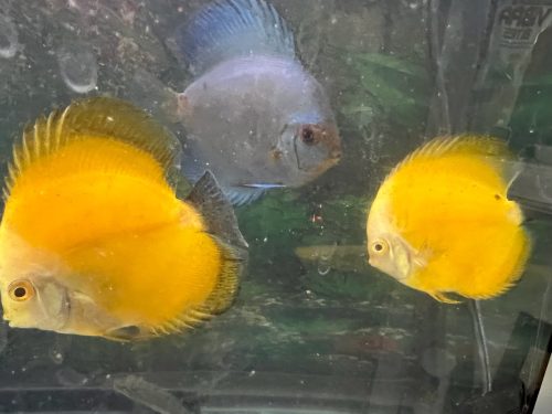 Golden Lollipop Discus photo review