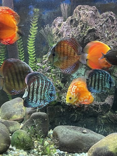 Brilliant Blue Turquoise Discus, Green Base photo review