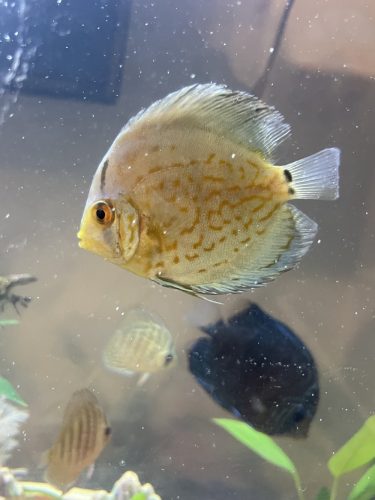 Striated Cobalt Discus photo review