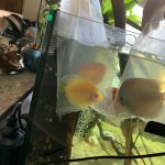 Snow White Discus photo review