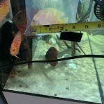 Snow White Discus photo review