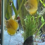 Golden Lollipop Discus photo review