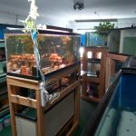 Red F1 Heckel x Alenquer Discus photo review