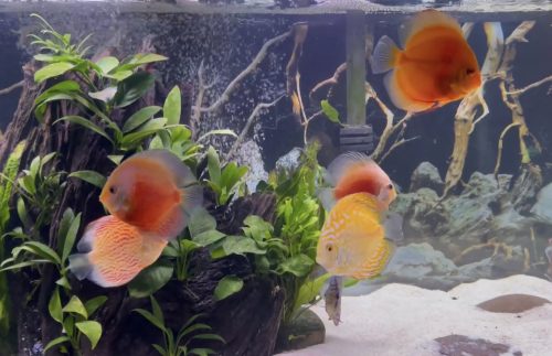 Fiamma Rossa Discus photo review