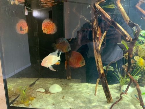 Rafflesia Discus, Clustered Pattern photo review