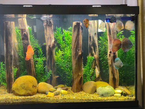 Orange Melon Discus photo review