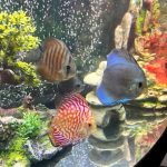 Rose Red Discus, Dark Base photo review