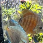 Rose Red Discus, Dark Base photo review