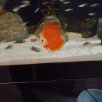 Fuji Red Discus photo review
