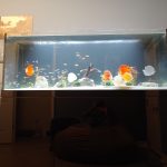 Neon Sapphire Discus photo review