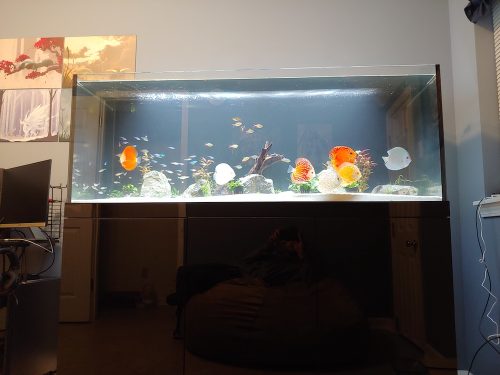 Neon Sapphire Discus photo review