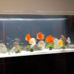 Neon Sapphire Discus photo review