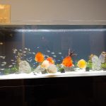 Marlboro Red Panda Discus photo review