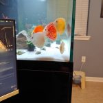 Neon Sapphire Discus photo review