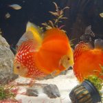 Fuji Red Discus photo review