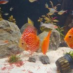 Rafflesia Discus photo review