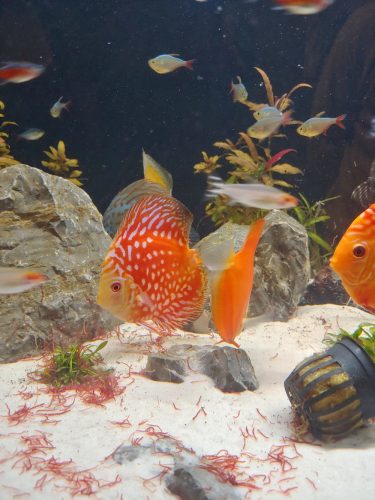Rafflesia Discus photo review