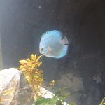 Neon Sapphire Discus photo review