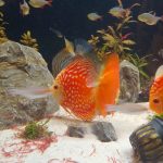 Rafflesia Discus photo review