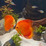 Fuji Red Discus photo review