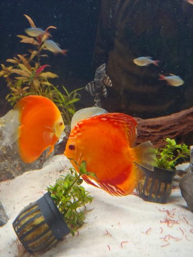 Marlboro Red Panda Discus photo review