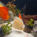Albino Platinum Discus photo review
