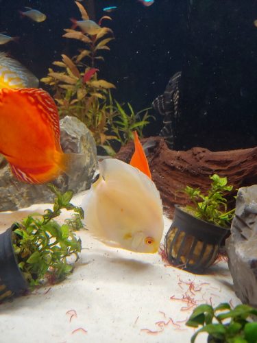 Albino Platinum Discus photo review
