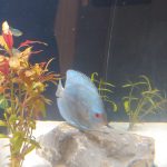 Neon Sapphire Discus photo review