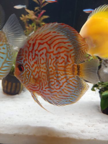 Blue Tiger Turquoise Discus photo review