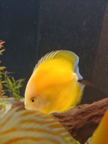 Golden Lollipop Discus photo review