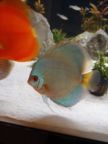 Cobalt Discus With Deep Blue Gene photo review