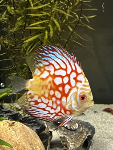 Red Eagle Discus, Honeycomb Pattern photo review