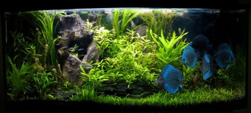 Classic Deep Blue Diamond Discus photo review