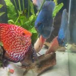 Cobalt Discus With Deep Blue Gene photo review