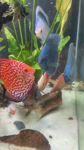 Cobalt Discus With Deep Blue Gene photo review