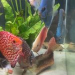Cobalt Discus With Deep Blue Gene photo review