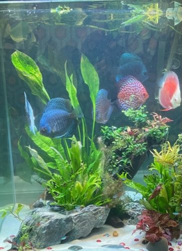 Ocean Green Snakeskin Discus photo review