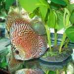 German Red Turquoise Discus, Red Base photo review