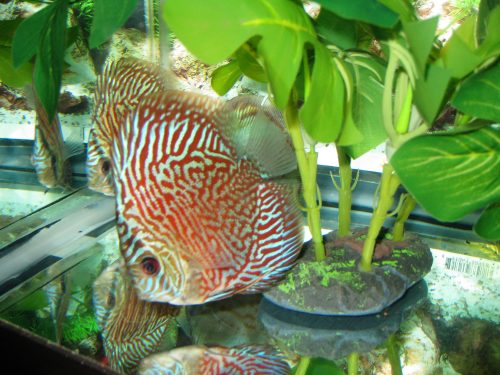 German Red Turquoise Discus, Red Base photo review