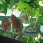 German Red Turquoise Discus, Red Base photo review