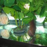 German Red Turquoise Discus, Blue Base photo review