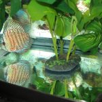 German Red Turquoise Discus, Blue Base photo review