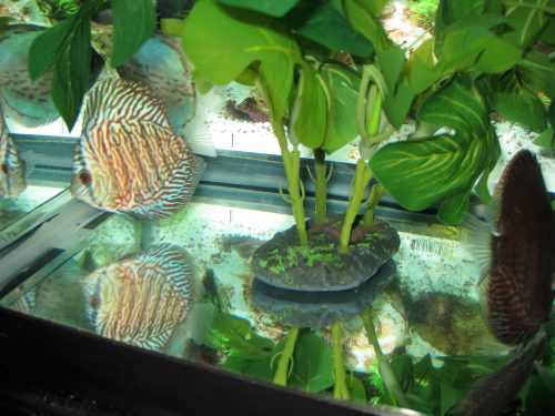 German Red Turquoise Discus, Blue Base photo review