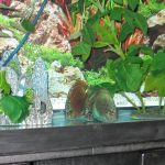 German Red Turquoise Discus, Blue Base photo review